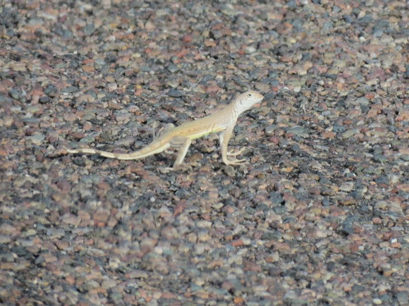 Spotting Image 1