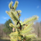 American Pussy Willow
