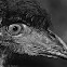 Emu