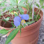 Blueberry bush