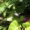 oriental flower beetle