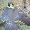 Australian Hobby