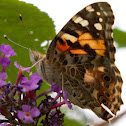 Painted Lady