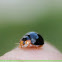 MetallicBlue LadyBeetle