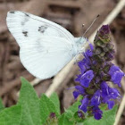 Checkered White butterfly
