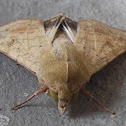 Cotton Bollworm