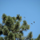 Silky Flycatcher & Coulter Pine