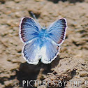 Silvery Blue Butterfly