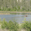 Elk