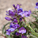 Siskiyou Penstemon