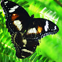 Hypolimnas bolina