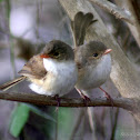 Red-backed Fairywren (Females)