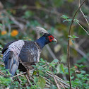 White-crested Kalij Pheasant