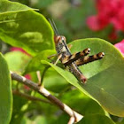 grasshopper