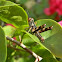 grasshopper