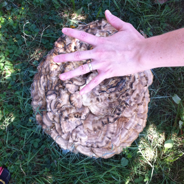 Hen of the woods Project Noah