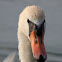 mute swan / white swan