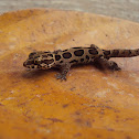 Kollegal Ground Gecko