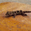 Kollegal Ground Gecko