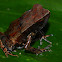 Toad