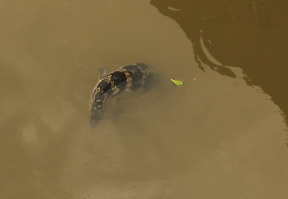 Spotting Image 1