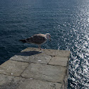 Seagull