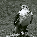 Ferruginous Hawk