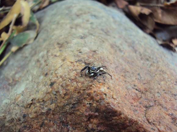 Spotting Image 1