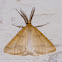Yellow Belle Moth