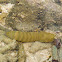 Mantis Shrimp