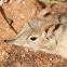 Bushveld Elephant Shrew