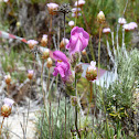 Snapdragon (Bocas-de-lobo)
