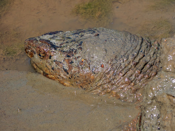 Spotting Image 1