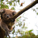 koala