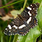 Map butterfly