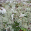 Reindeer Moss