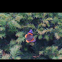 Red Admiral