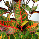 Rododendro