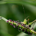 Grasshopper