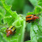 Three-lined Potato Beetle