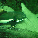 Catfish
