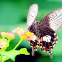 Common Mormon (Form polytes)(白斑型玉帶鳳蝶