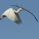 Cattle Egret