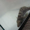 Black Sea Bass