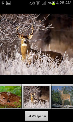 HD Deer Wallpapers