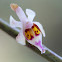 orchid