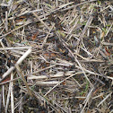Ant colony