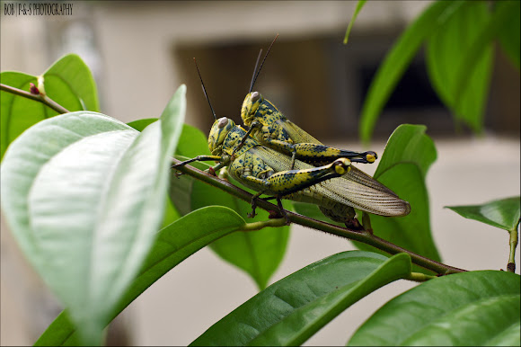 Spotting Image 1