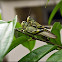 Shorthorned Grasshoppers