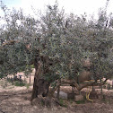 Olivo